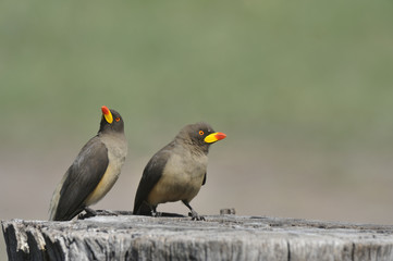 Buphagus erythrorhynchus / Piqueboeuf à bec rouge