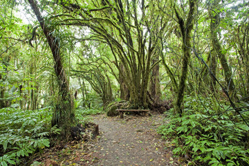 Obraz premium Forest, New Zealand