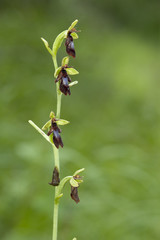 Ophrys insectifera / Ophrys mouche
