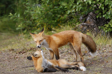 Vulpes vulpes / Renard roux