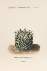 Mammillaria pyrrhocephala / Mammillaire