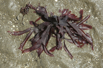 Calliblepharis ciliata / Algue rouge
