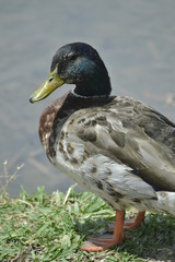 Mallard Standing