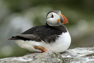 Fratercula arctica / Macareux moine / Puffin
