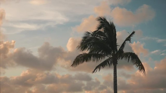 Silhouette of palm tree blowing in the wind in against backdrop of clouds and sky in Key West, Florida