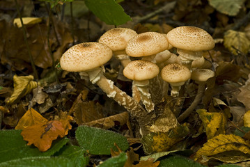 Armillaria mellea / Armillaire couleur de miel