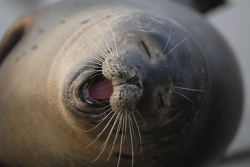 Phoca vitulina vitulina / Phoque veau marin de l'Atlantique