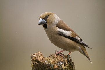 Coccothraustes coccothraustes / Grosbec casse noyaux