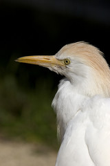 Bubulcus ibis / Héron garde bœufs
