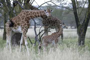 Giraffa camelopardalis rothschildi / Girafe de l'Ouganda