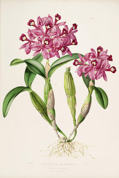 Illustration botanique / Cattleya skinneri