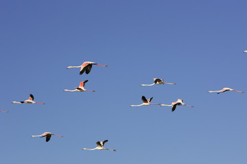 Phoenicopterus ruber roseus / Flamant rose