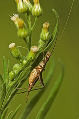Oecanthus pellucens / Grillon d'Italie / Femelle