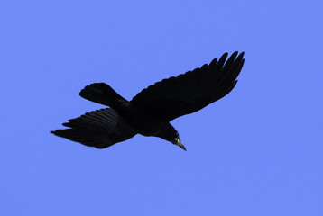 Corvus frugilegus / Corbeau freux