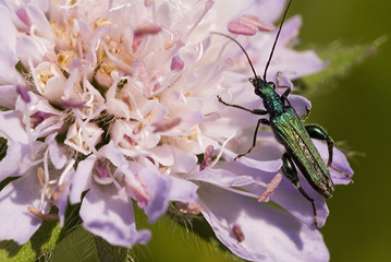 Oedemera nobilis / Oedémère noble