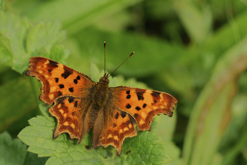 Polygonia c album / Robert le diable / Comma