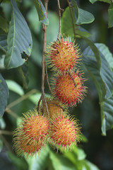 Nephelium lappaceum / Ramboutan