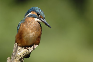 Alcedo atthis / Martin-pêcheur d'Europe