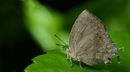 Butterfly, Butterflies feed on green leaf, Common Acacia Blue ( Surendra Quercetorum )