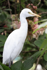 Bulbulcus ibis / Héron garde bœufs