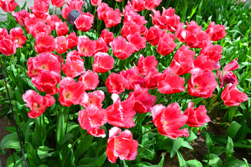 キューケンホフ公園