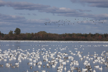 Anser caerulescens / Oie des neiges