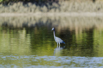 Little Blue Heron wading in shallows