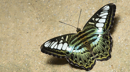 Fototapeta na wymiar Butterfly, Butterflies feed on the rocks, Clipper ( Parthenos sylvia )