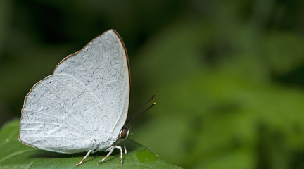 Butterfly, Butterflies feed on green leaf, Dentate Sunbeam ( Curetis dentata )