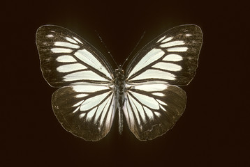 Paraeronia boebera / Mâle