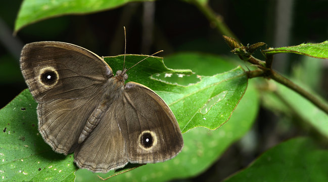 Butterfly, Butterflies feed on green leaf, Lilacine Bushbrown ( Mycalesis francisca )
