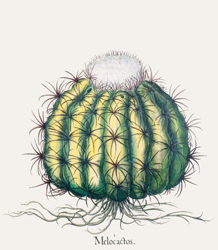 Illustration botanique / Melocactus intortus