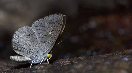 Butterfly, Butterflies feed on the rocks, Apefly ( Spalgis epius epius)