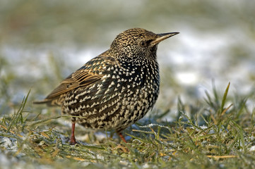 Sturnus vulgaris / Etourneau sansonnet