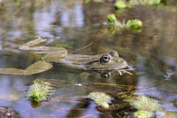 Rana esculenta / Grenouille verte