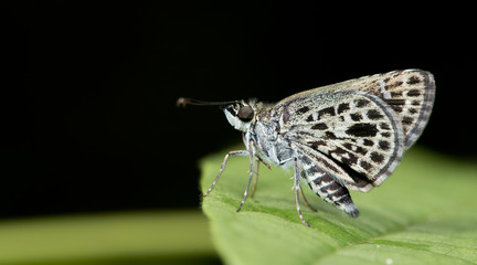 Butterfly, Butterflies feed on green leaf, Silver-breast Ace ( Sovia albipecta )