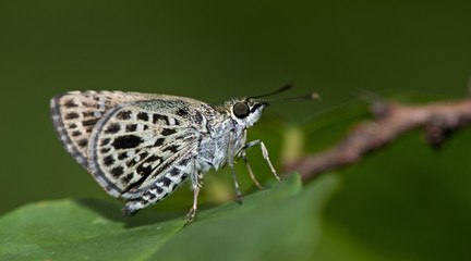 Butterfly, Butterflies feed on green leaf, Silver-breast Ace ( Sovia albipecta )