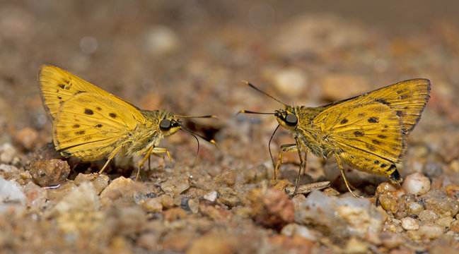 Butterfly, Butterflies feed on sand, Golden Ace ( Thoressa masoni )