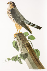 Falco columbarius / Faucon émerillon