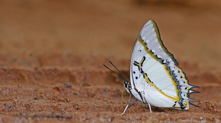 Fototapeta na wymiar Butterfly, Butterflies feed on sand, Great Nawab ( Polyura eudamippus )