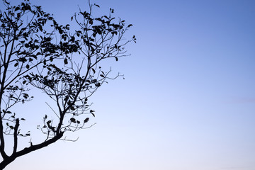 Tree silhouette with blue sky and cloud