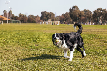 Border Collie Dog Playing in the Park