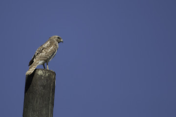 Hawk on pole