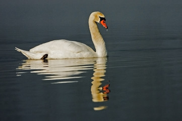 Cygnus olor / Cygne tuberculé