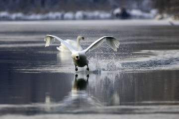 Cygnus olor / Cygne tuberculé