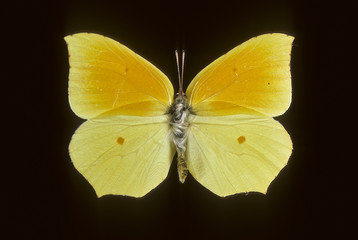 Fototapeta premium Gonepteryx cleopatra / Citron de Provence