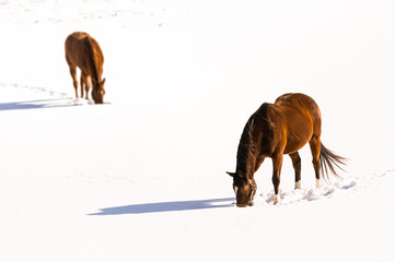 Horse(s) Grazing in the Snow