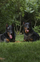 Chien / Race : Beauceron