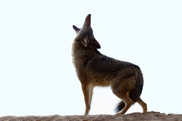 Canis latrans / Coyote - 136625639
