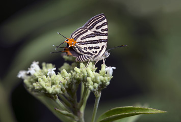 Obraz premium Butterfly, Butterflies feed on the flower, Club Silverline ( Spindasis syama )